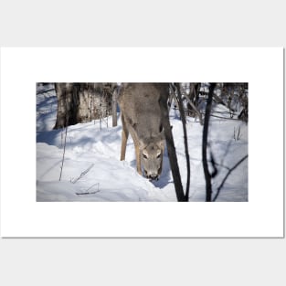 Grazing white-tailed deer. Posters and Art